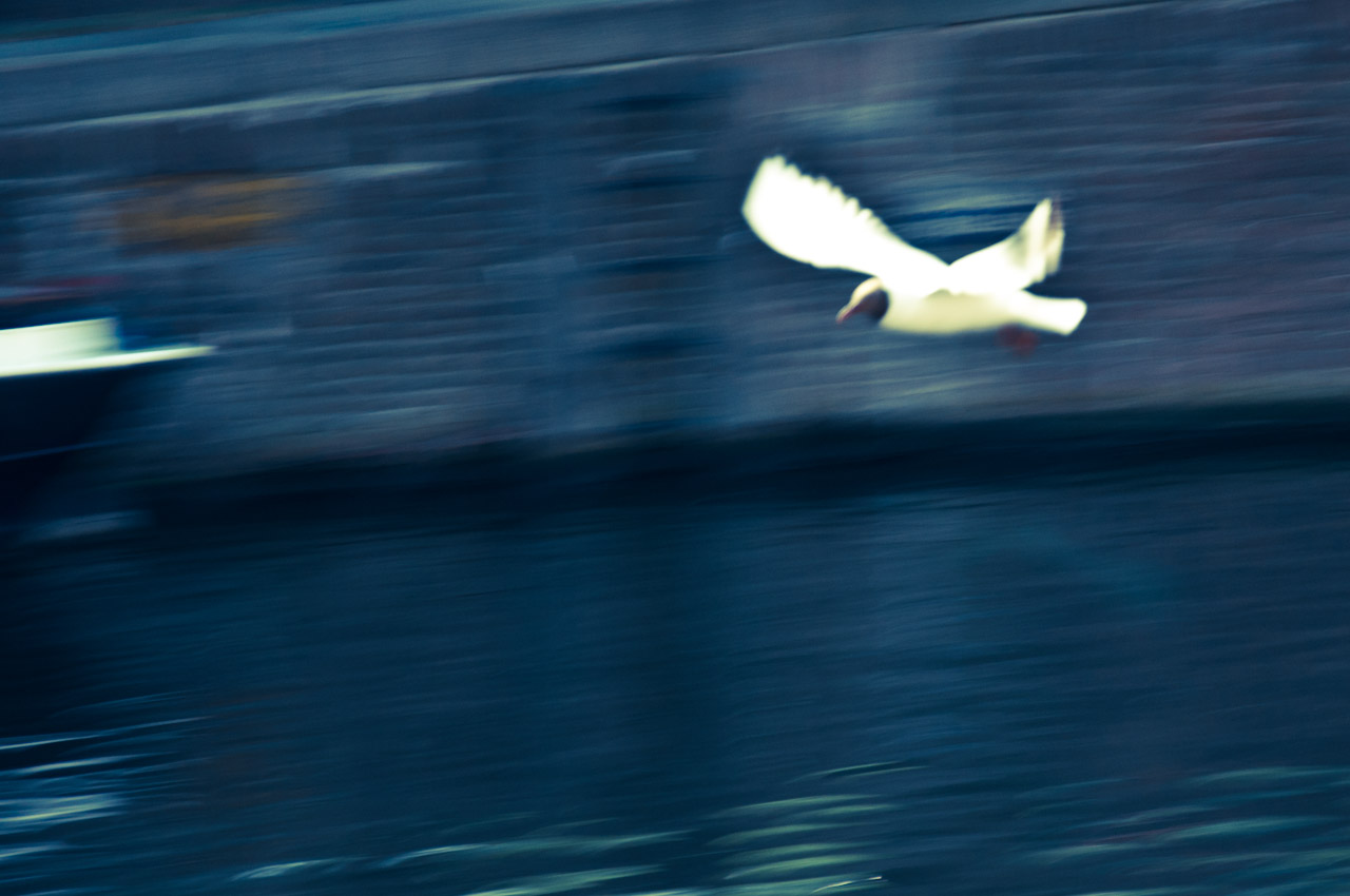 jonathan livingston seagull