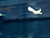 jonathan livingston seagull